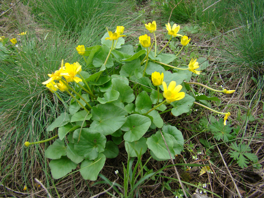 Image of Ficaria calthifolia specimen.