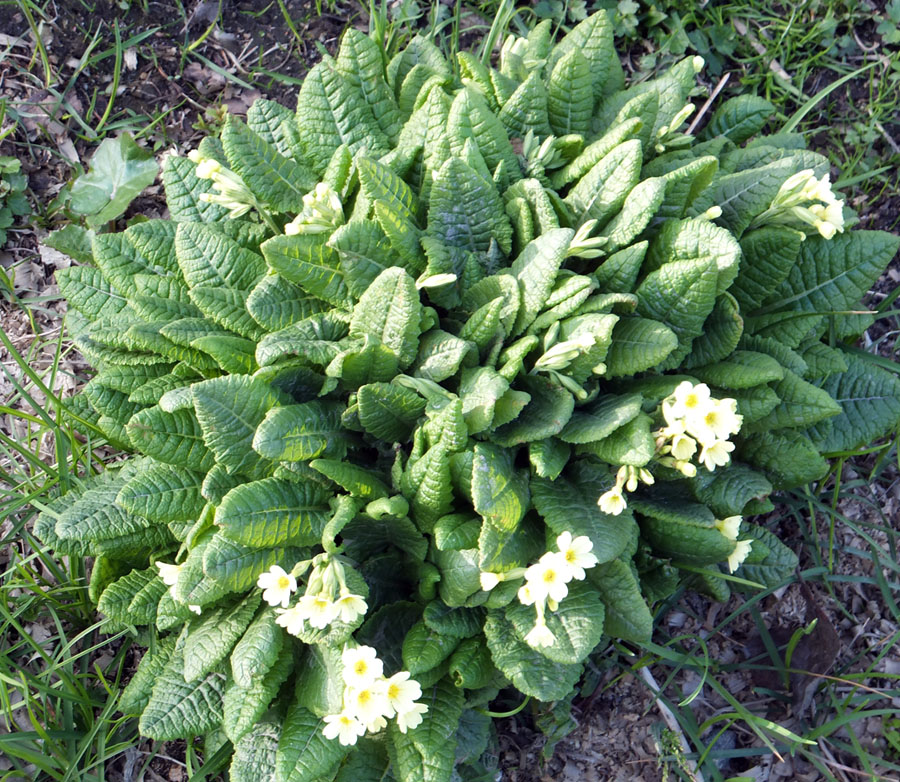 Изображение особи Primula &times; polyantha.