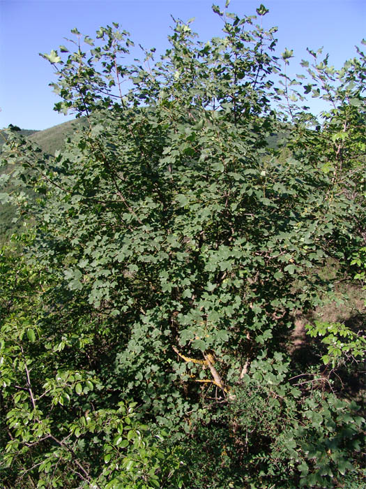 Image of Acer ibericum specimen.