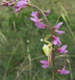 Astragalus macropterus