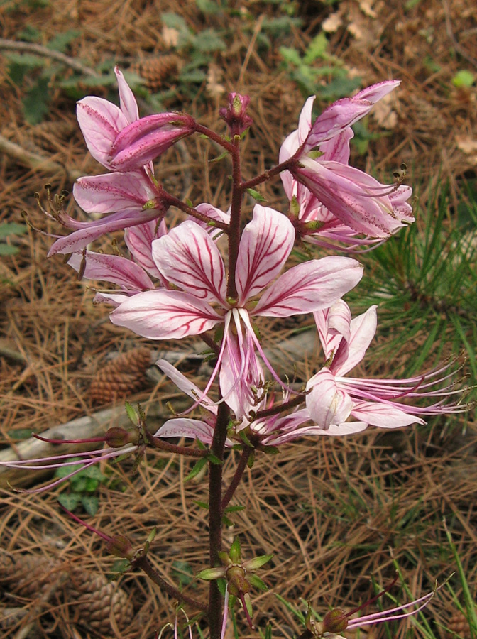 Image of Dictamnus gymnostylis specimen.