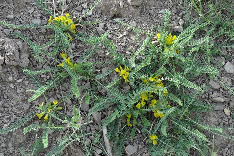 Изображение особи Astragalus pseudoutriger.