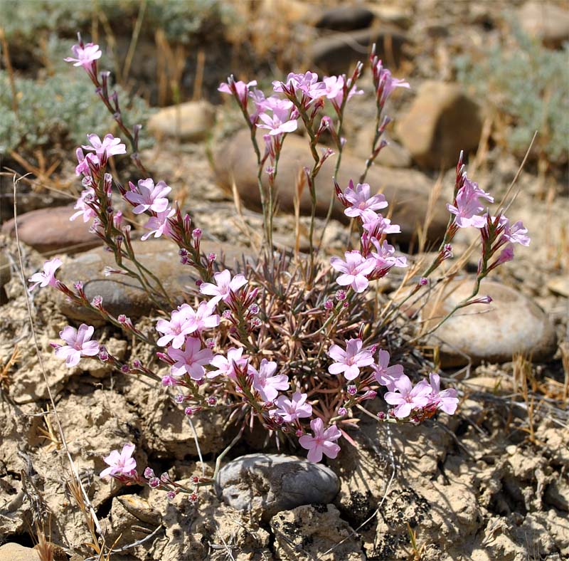 Image of Acantholimon lepturoides specimen.