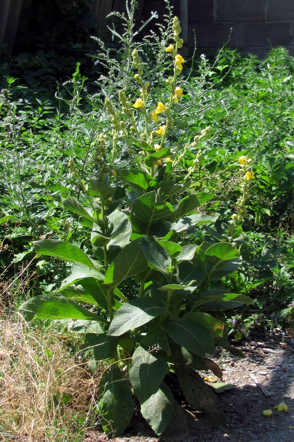 Image of Verbascum phlomoides specimen.