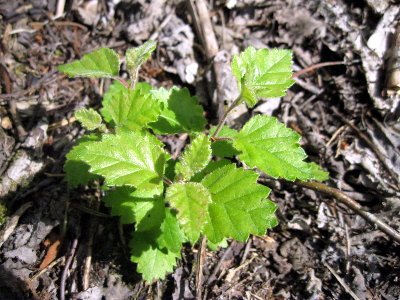 Изображение особи Betula pubescens.