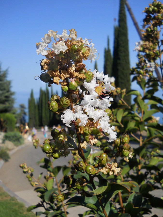 Изображение особи Lagerstroemia indica.