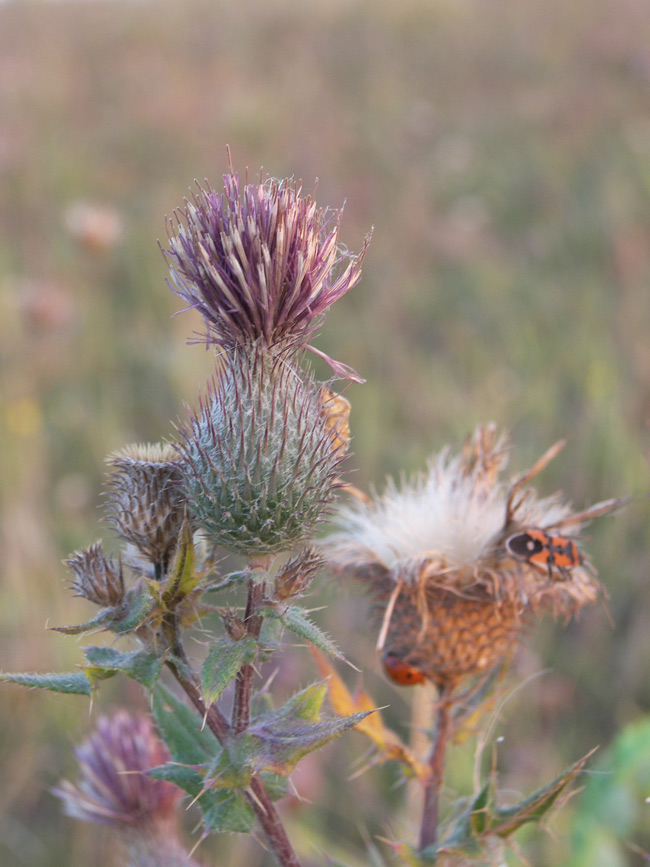 Image of Cirsium arachnoideum specimen.