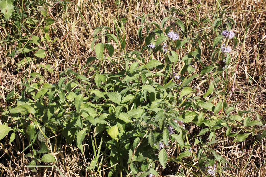 Image of Mentha arvensis specimen.