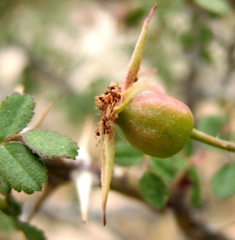 Image of Rosa maracandica specimen.