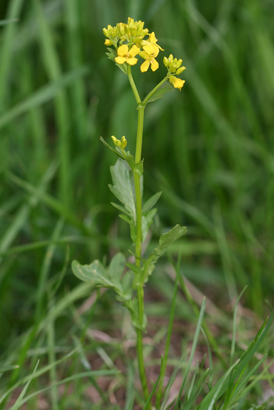 Image of Barbarea arcuata specimen.