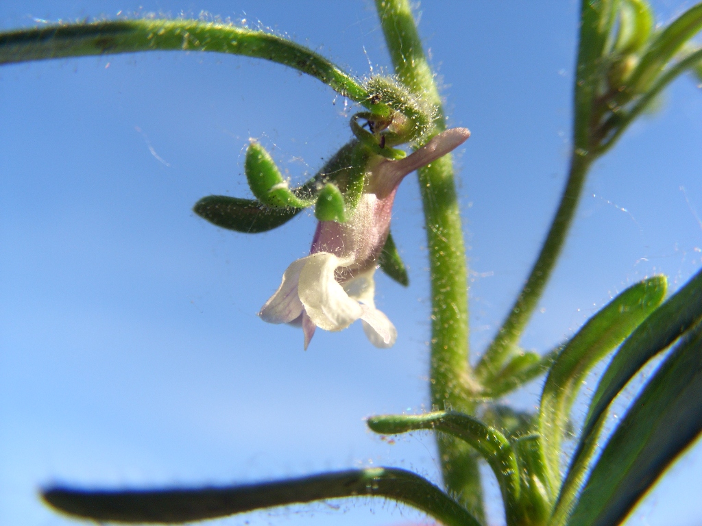 Image of Chaenorhinum minus specimen.