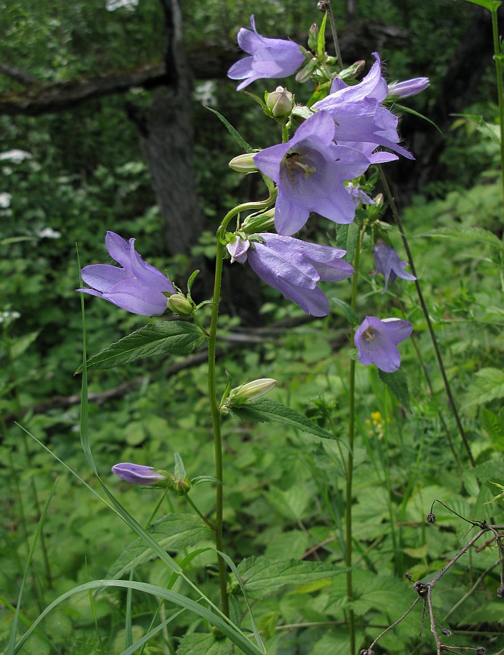 Изображение особи Campanula trachelium.