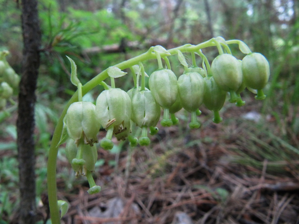 Изображение особи Orthilia secunda.