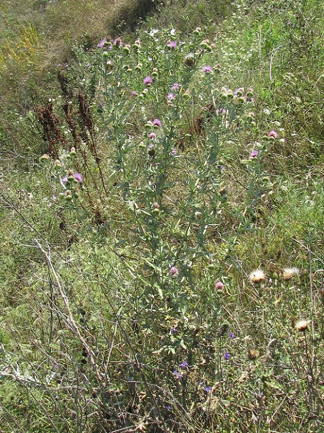 Image of Cirsium ukranicum specimen.