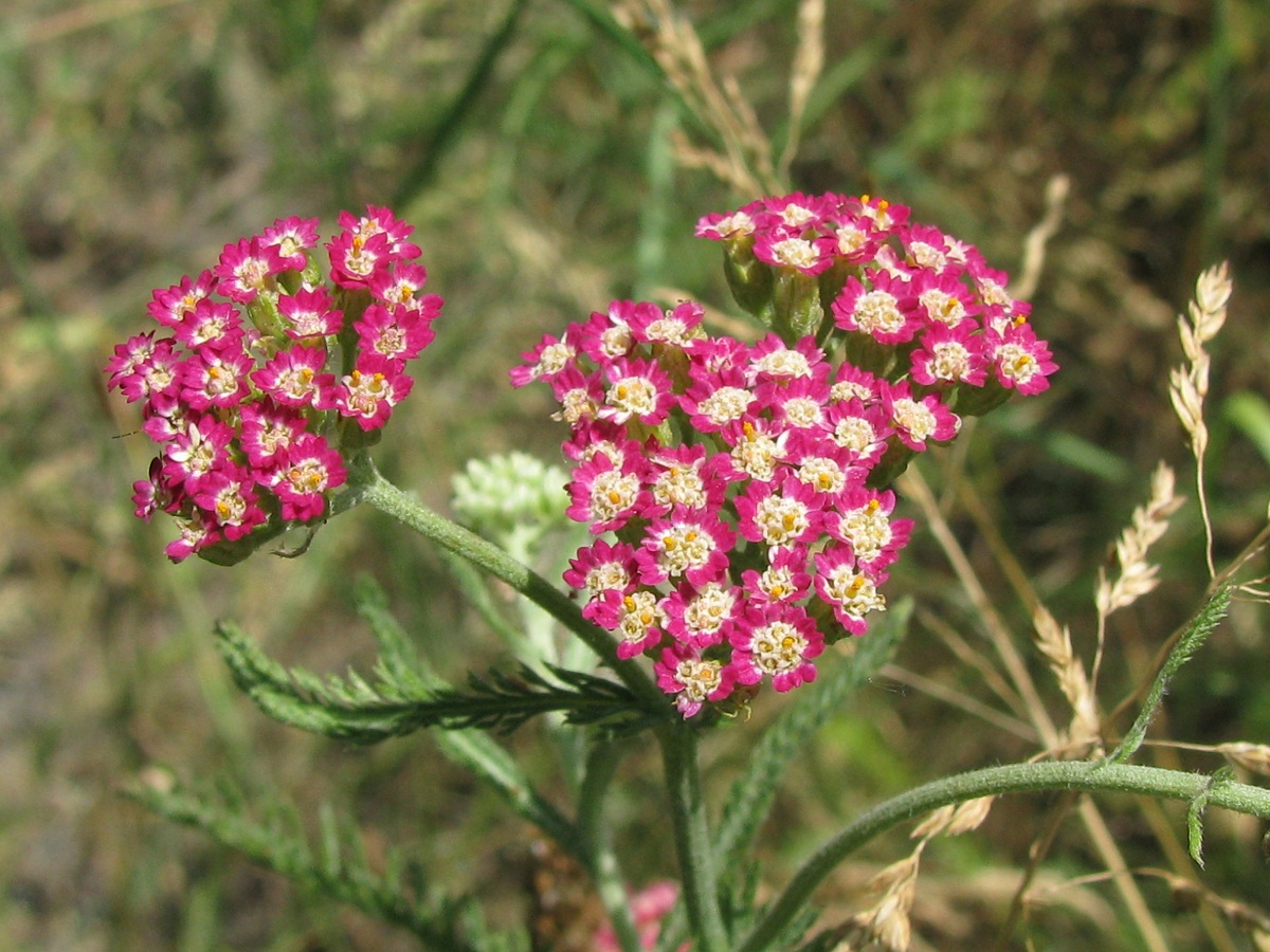 Image of Achillea &times; illiczevskyi specimen.