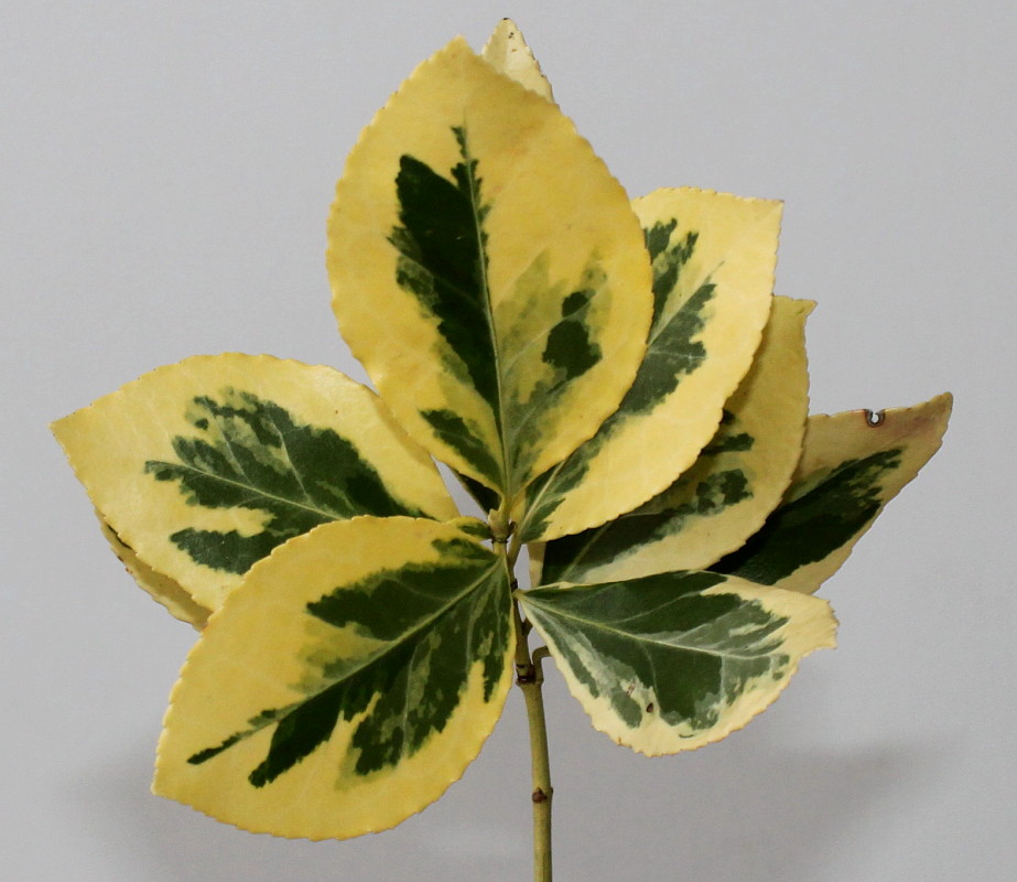 Image of Euonymus japonicus specimen.