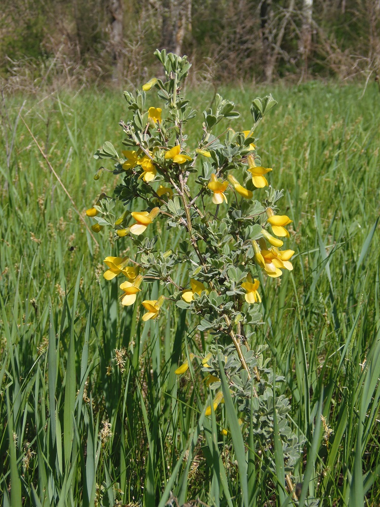 Image of Caragana mollis specimen.