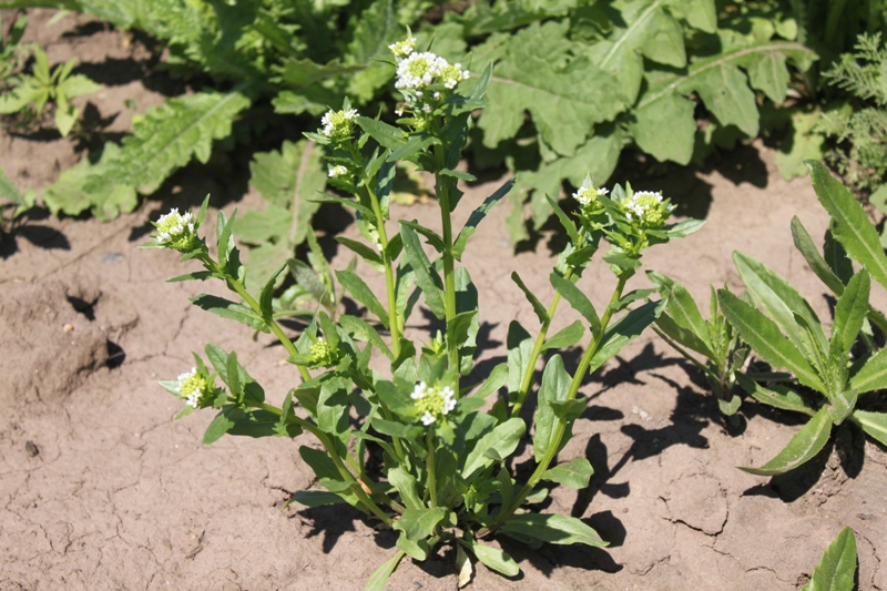 Image of Thlaspi arvense specimen.