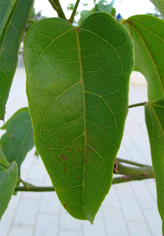 Изображение особи Brachychiton acerifolius.