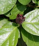 genus Calycanthus. Раскрывающийся бутон и листья. Германия, г. Krefeld, Ботанический сад. 08.06.2013.