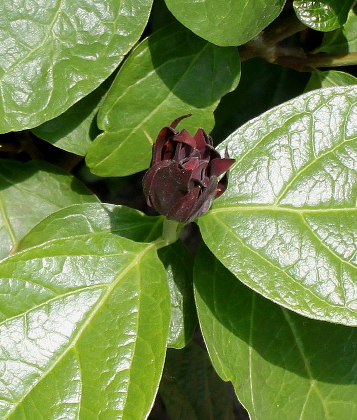 Изображение особи род Calycanthus.