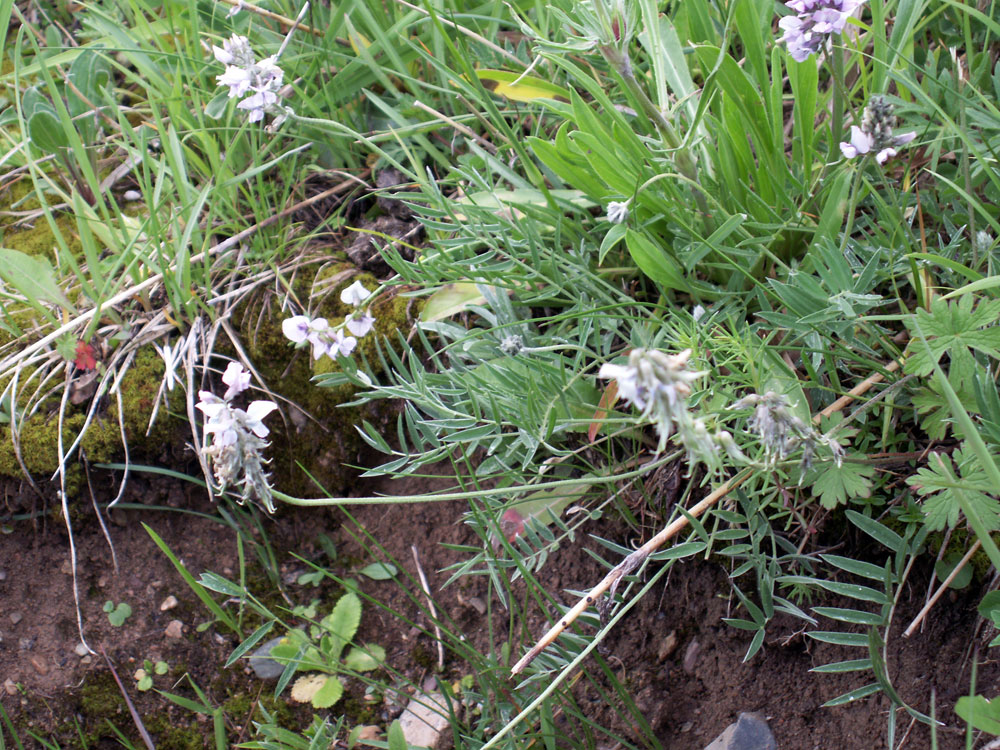 Image of Oxytropis globiflora specimen.