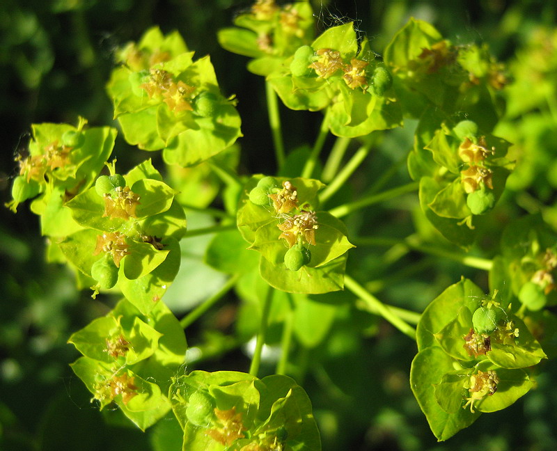 Изображение особи Euphorbia agraria.