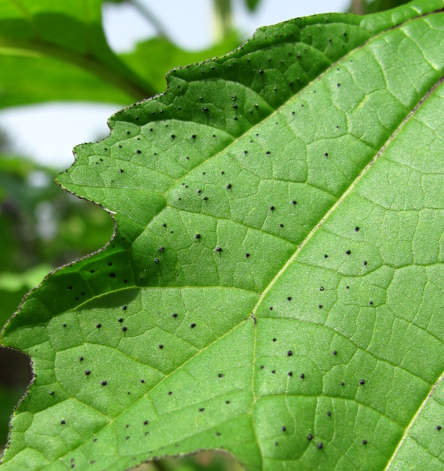 Изображение особи Nicandra physalodes.