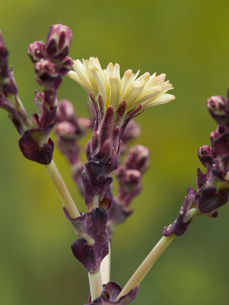 Image of Lactuca sativa specimen.