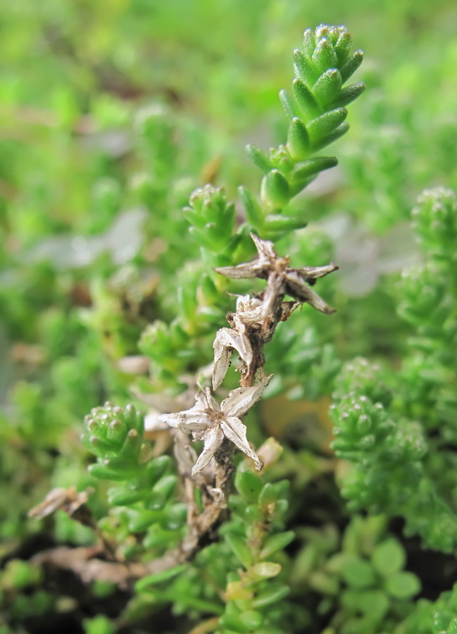 Image of Sedum acre specimen.