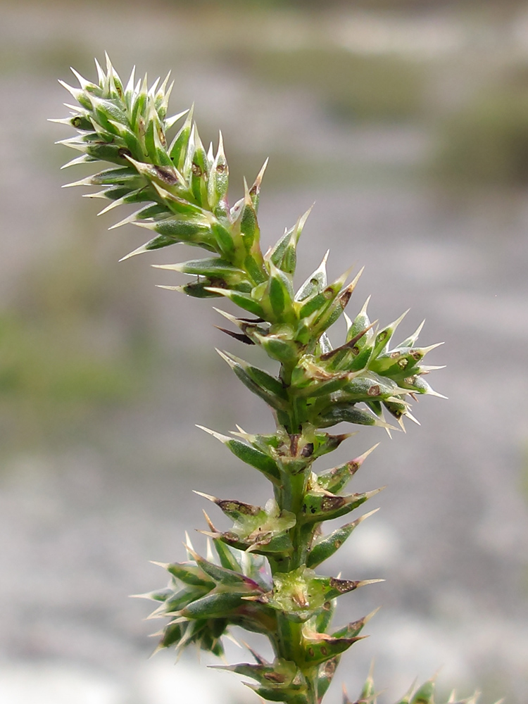 Изображение особи Salsola tragus.