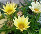 genus Gazania. Соцветия. Крым, г. Феодосия, клумба. Июнь 2010 г.