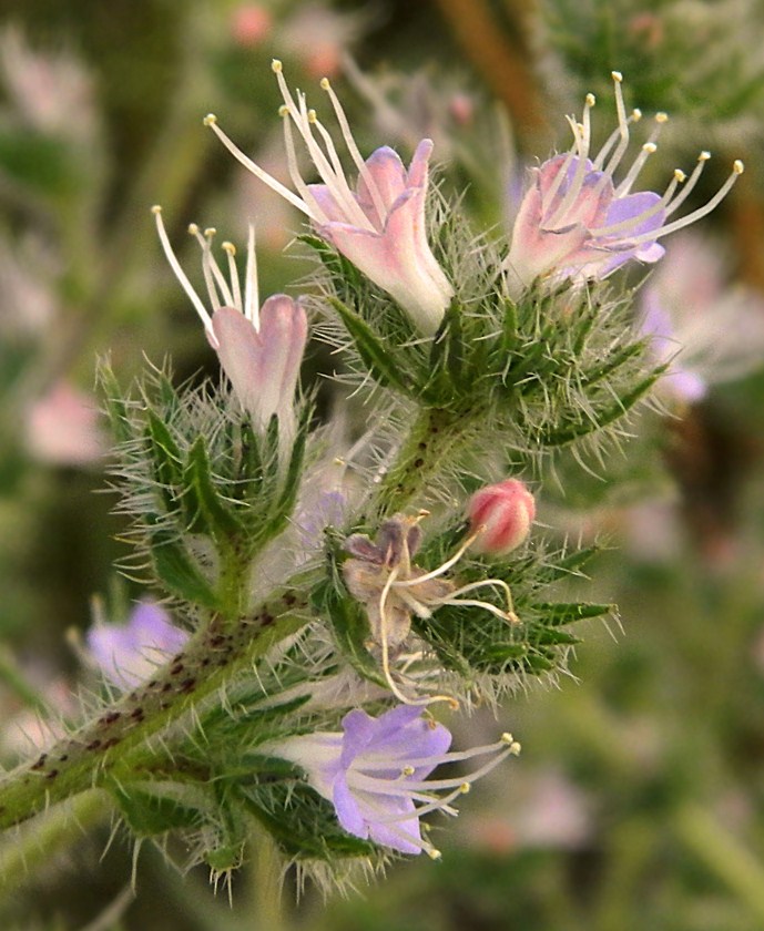 Image of Echium biebersteinii specimen.