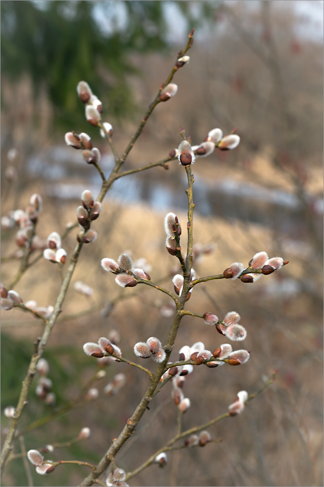 Image of Salix caprea specimen.