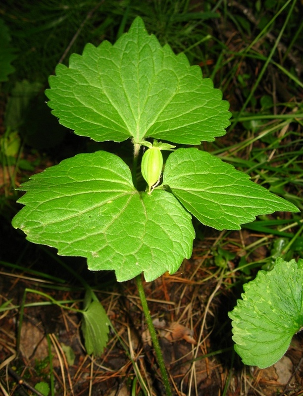 Image of Viola uniflora specimen.