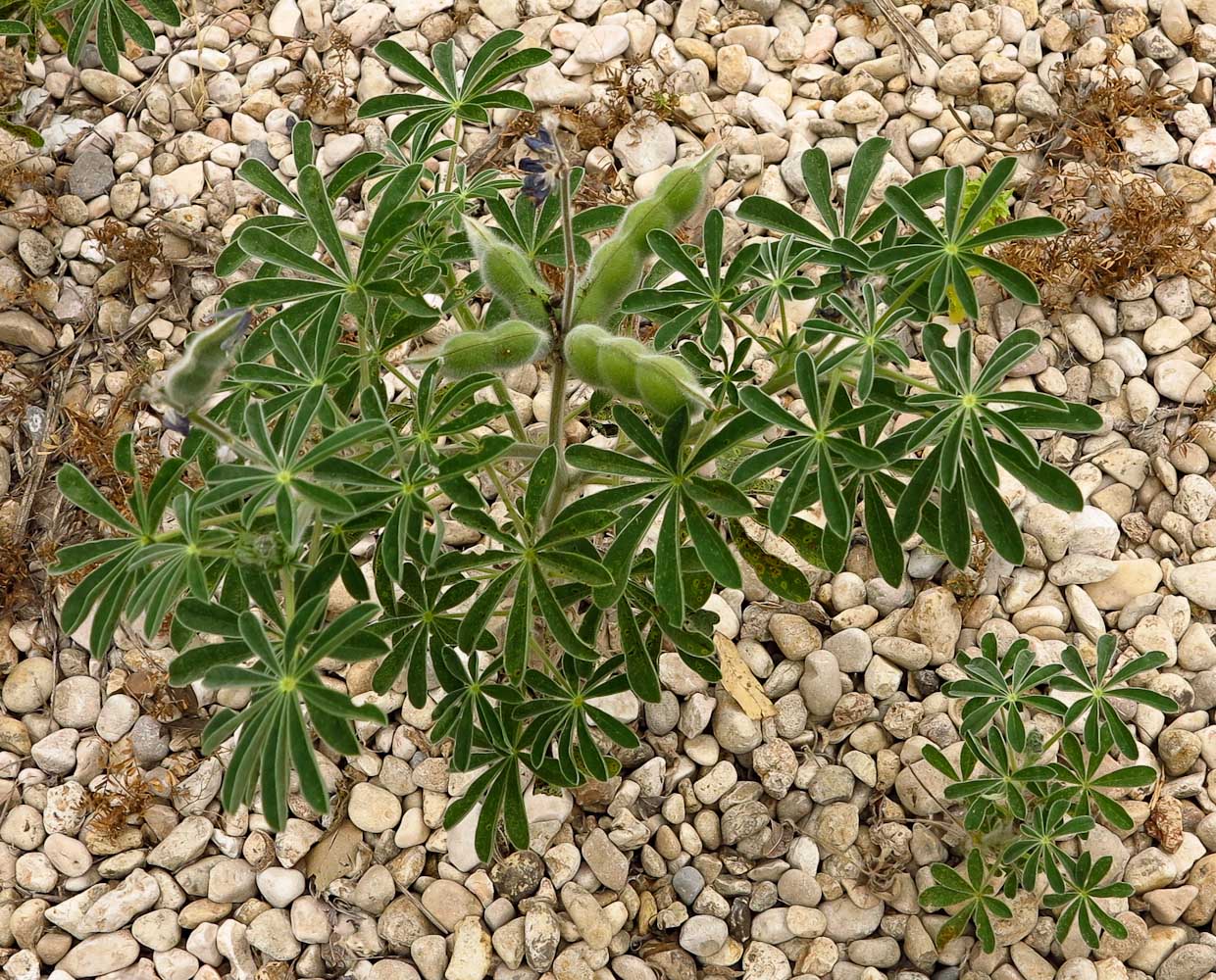 Изображение особи Lupinus pilosus.