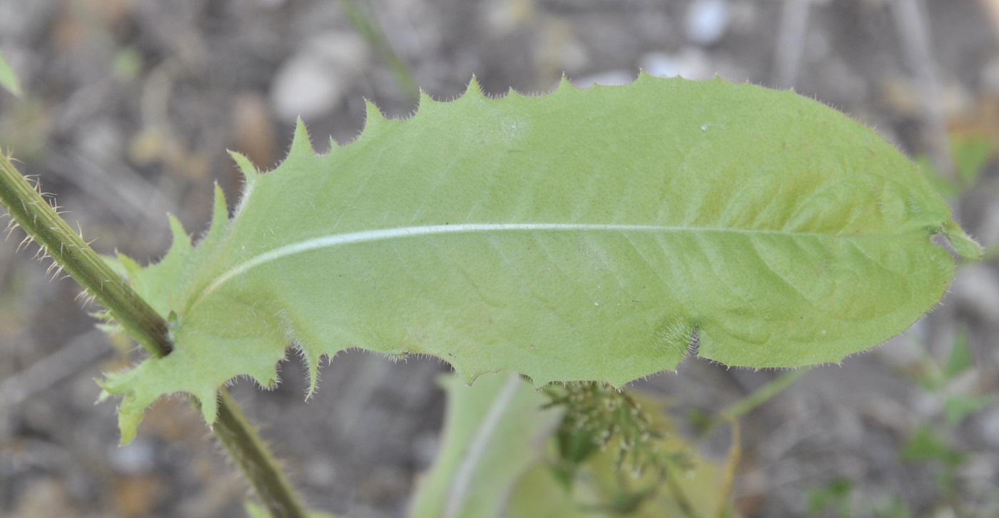 Image of Crepis setosa specimen.