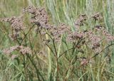 Limonium gmelinii