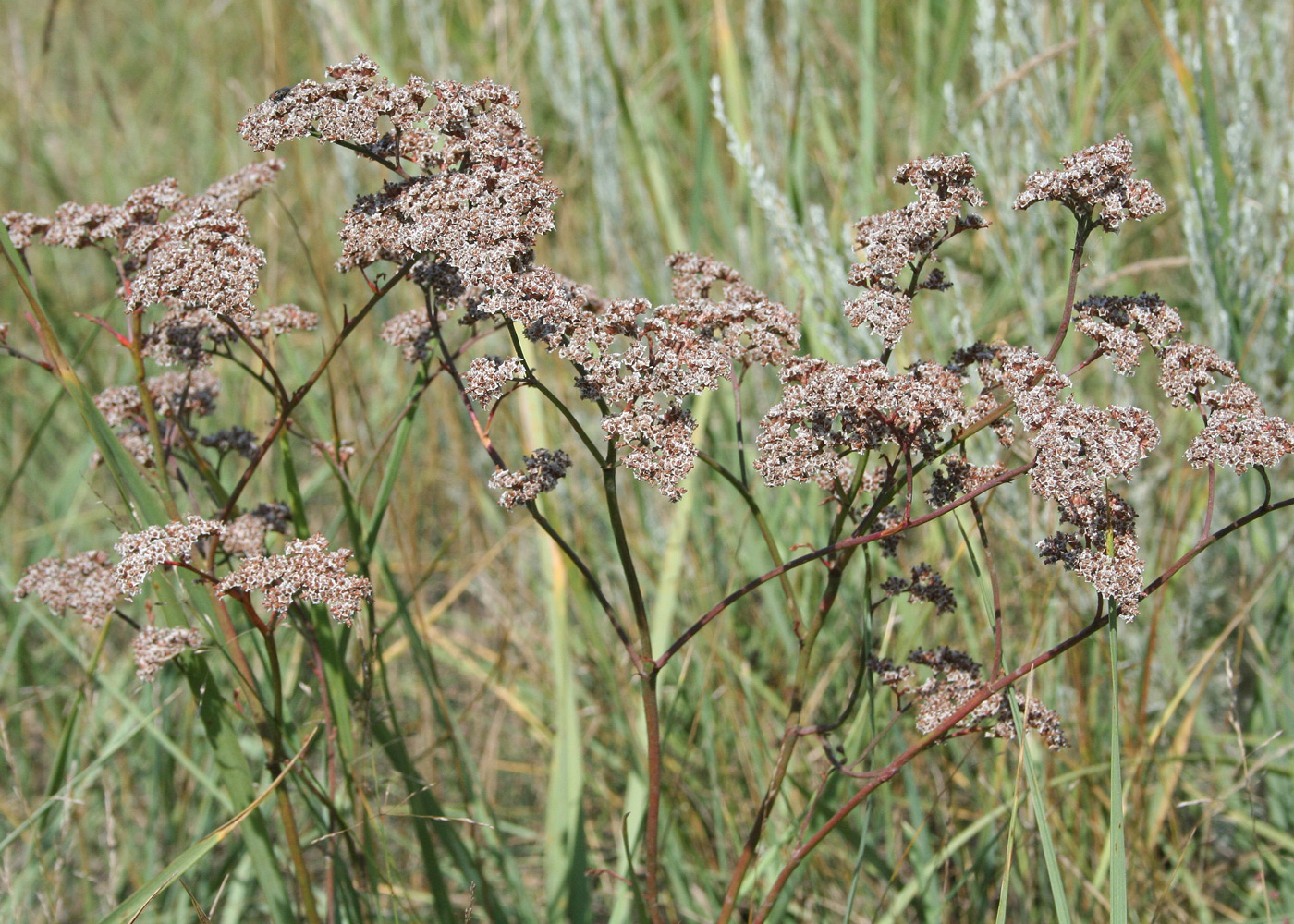 Image of Limonium gmelinii specimen.