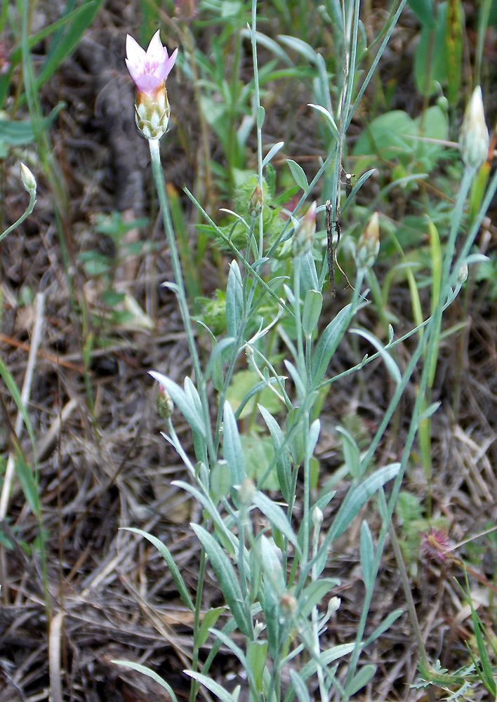 Image of Xeranthemum cylindraceum specimen.