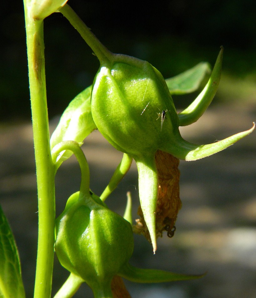 Image of Campanula latifolia specimen.