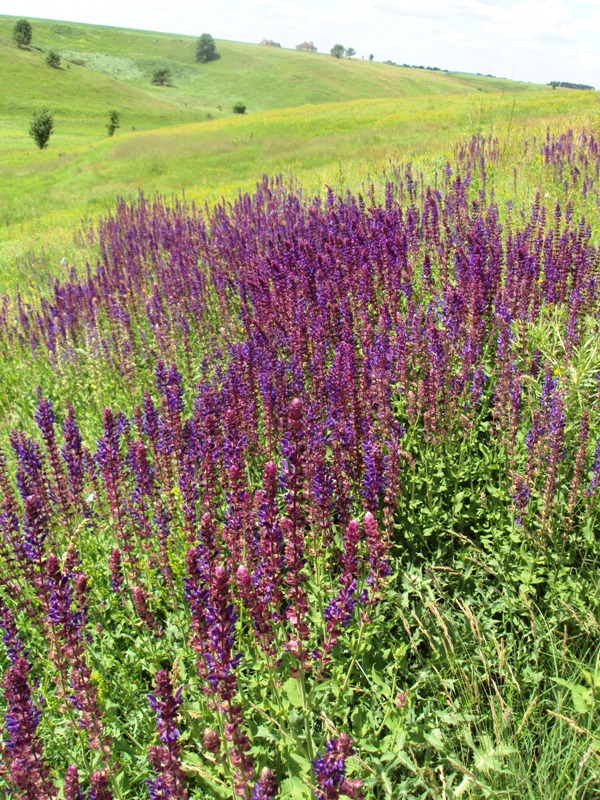 Image of Salvia nemorosa specimen.