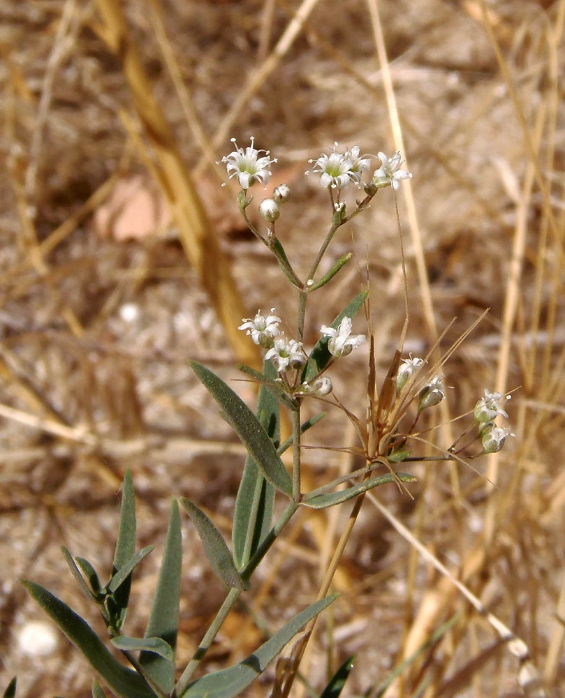 Изображение особи Gypsophila paniculata.