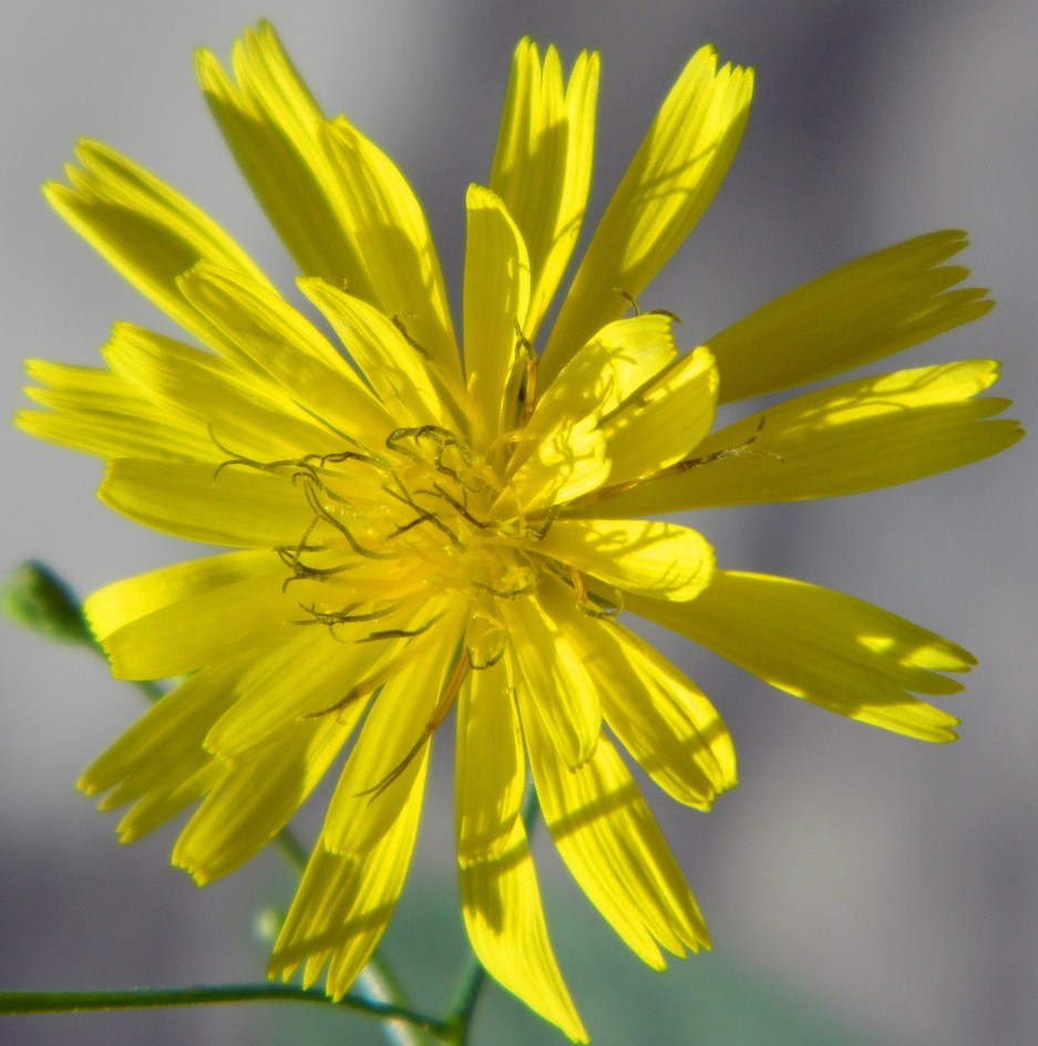 Image of Lapsana intermedia specimen.