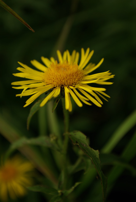 Image of Inula salicina specimen.