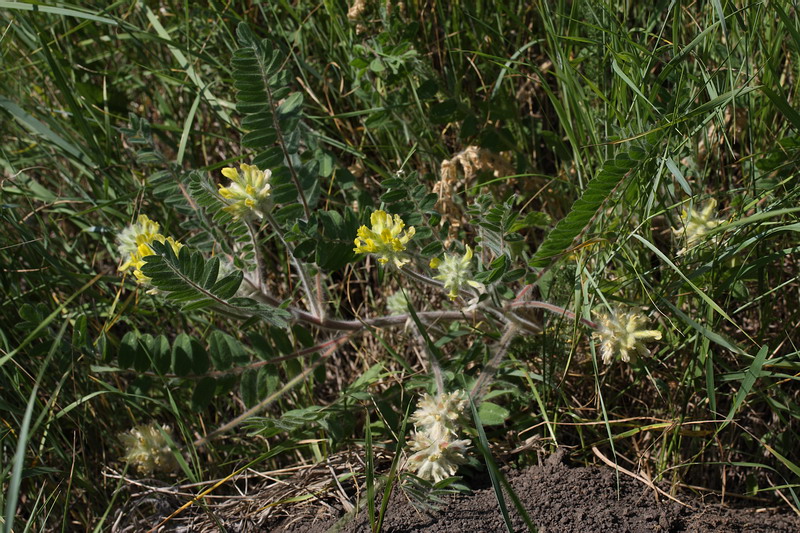 Image of Astragalus dasyanthus specimen.