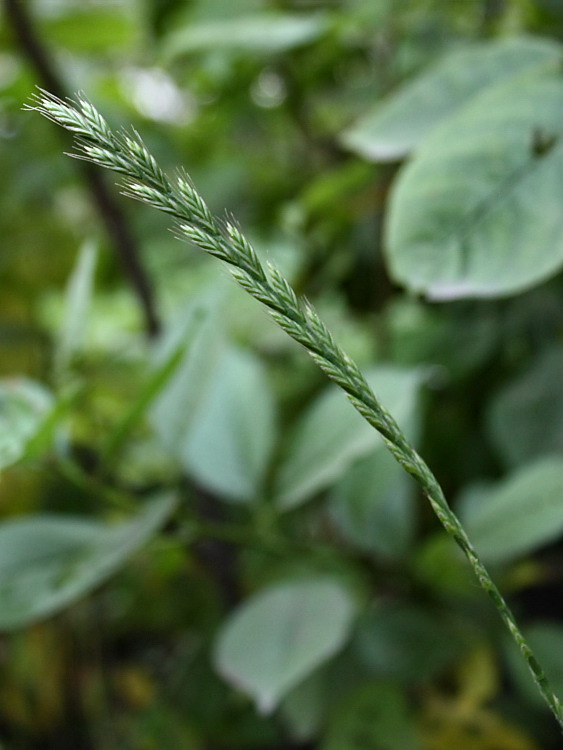 Image of Lolium multiflorum specimen.