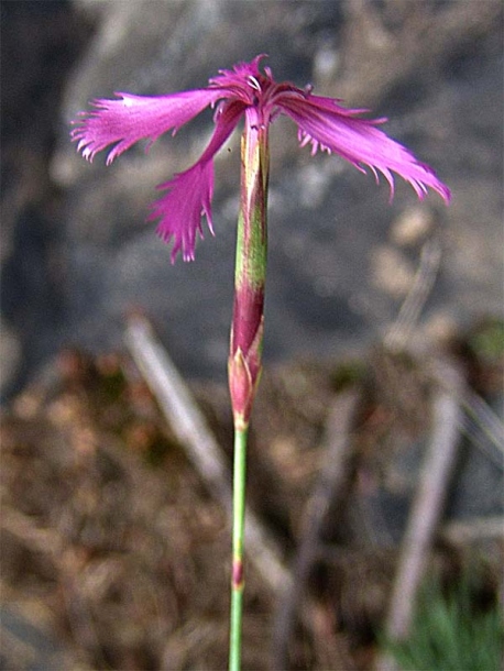 Изображение особи Dianthus orientalis.