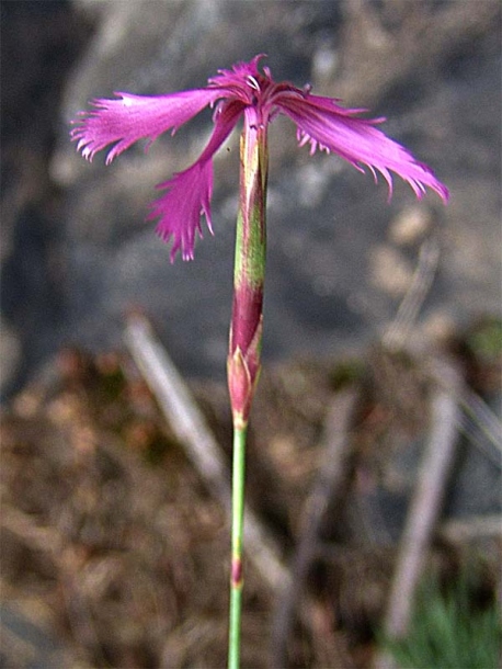 Image of Dianthus orientalis specimen.