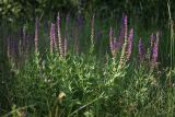 Salvia nemorosa